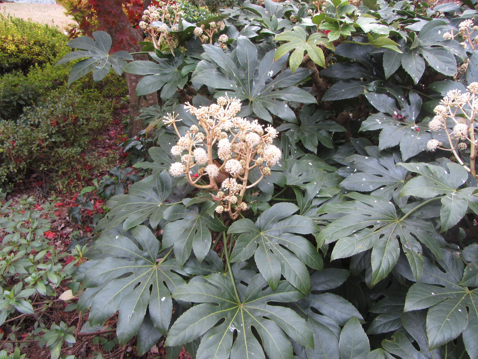 DEC Japanese fatsia.JPG